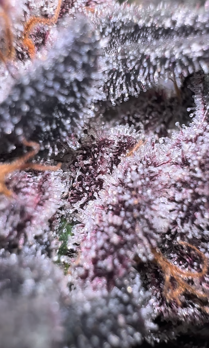 What Are Cannabinoids? A Peek Into Cannabis Magic