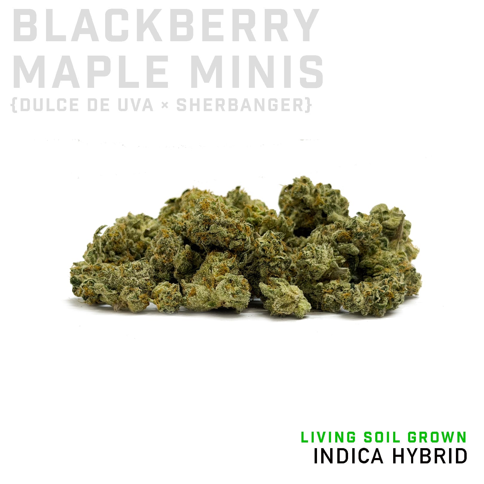 Blackberry Maple Minis Living Soil Grown