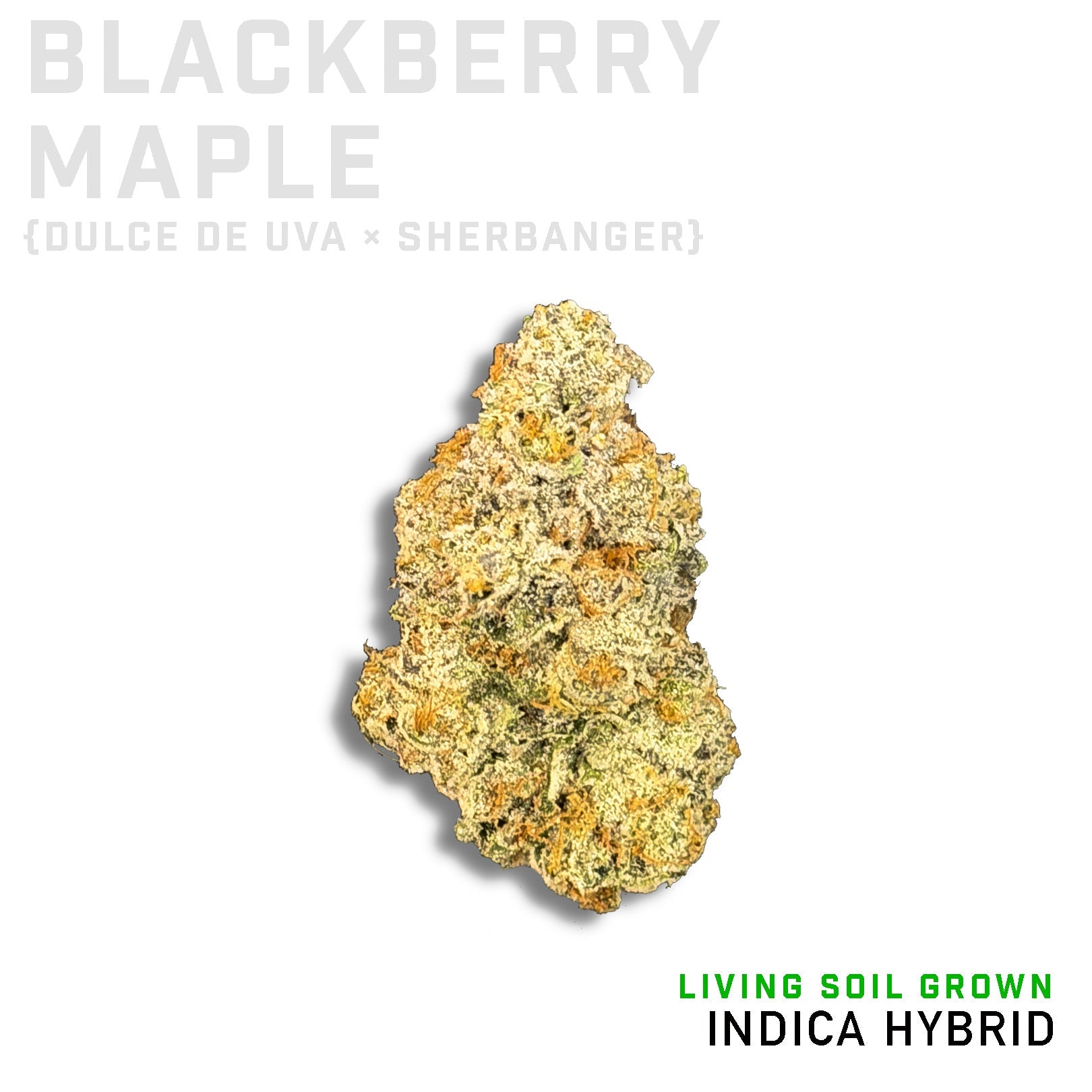 Blackberry Maple Living Soil Grown