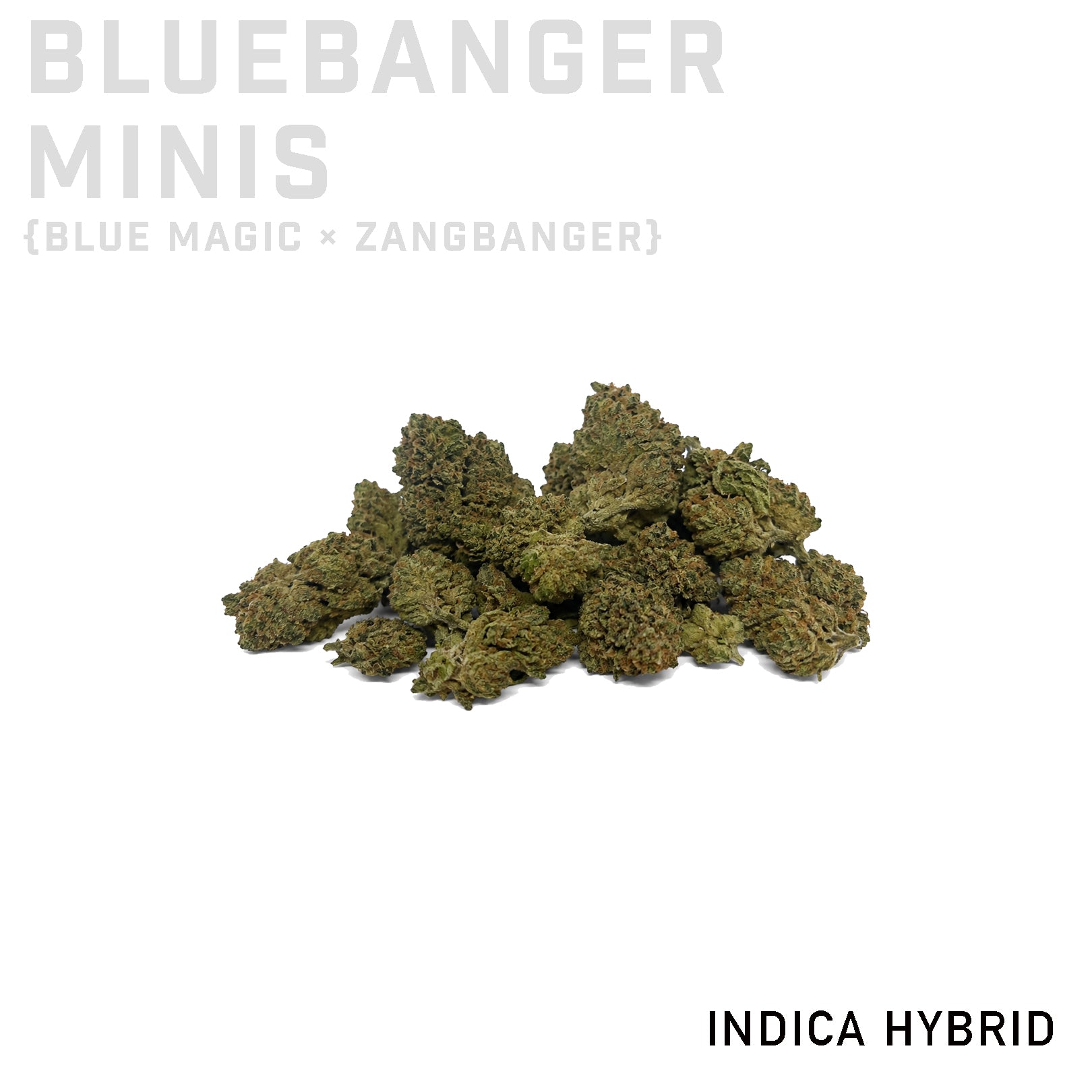 Wizard Trees Bluebanger Minis