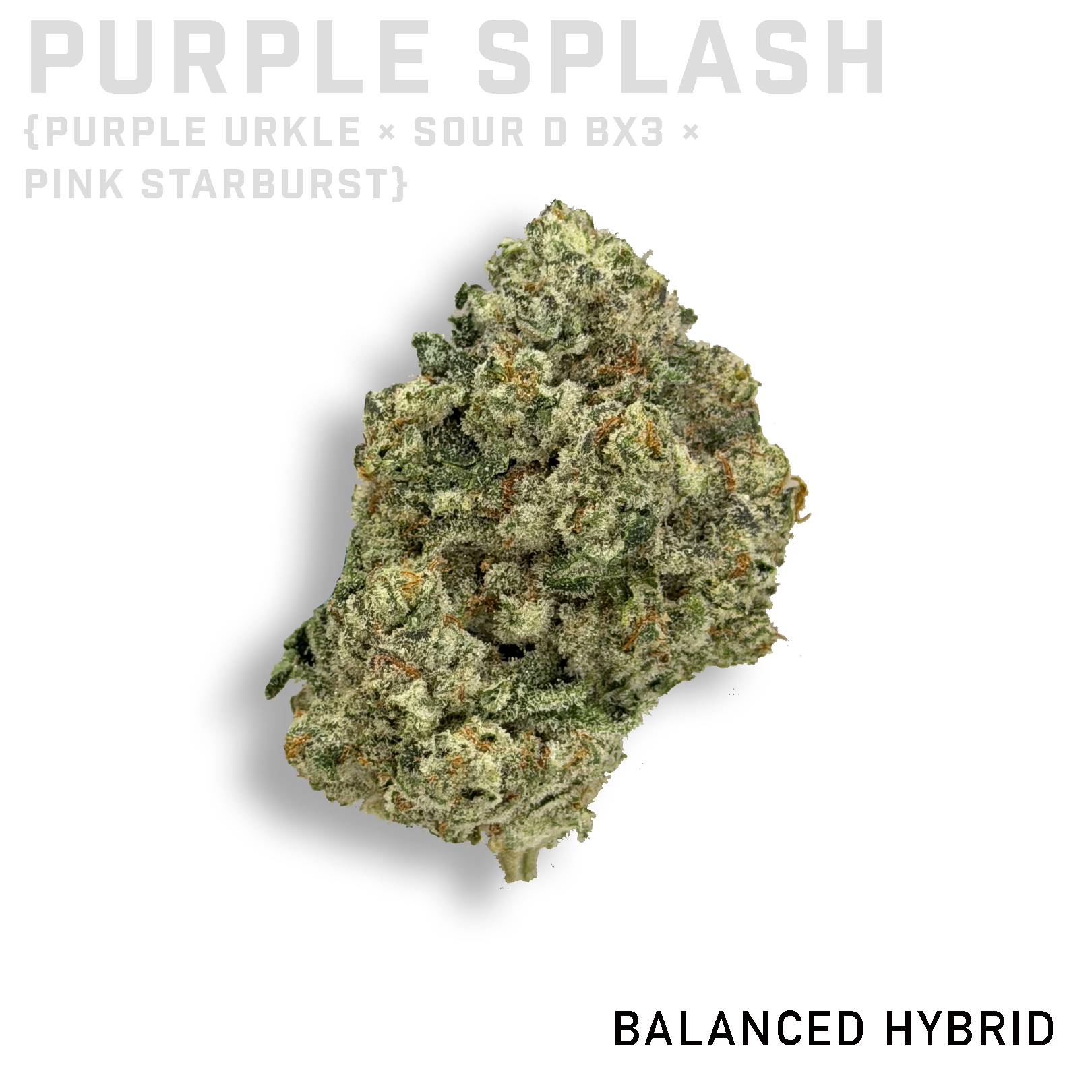 Purple Splash