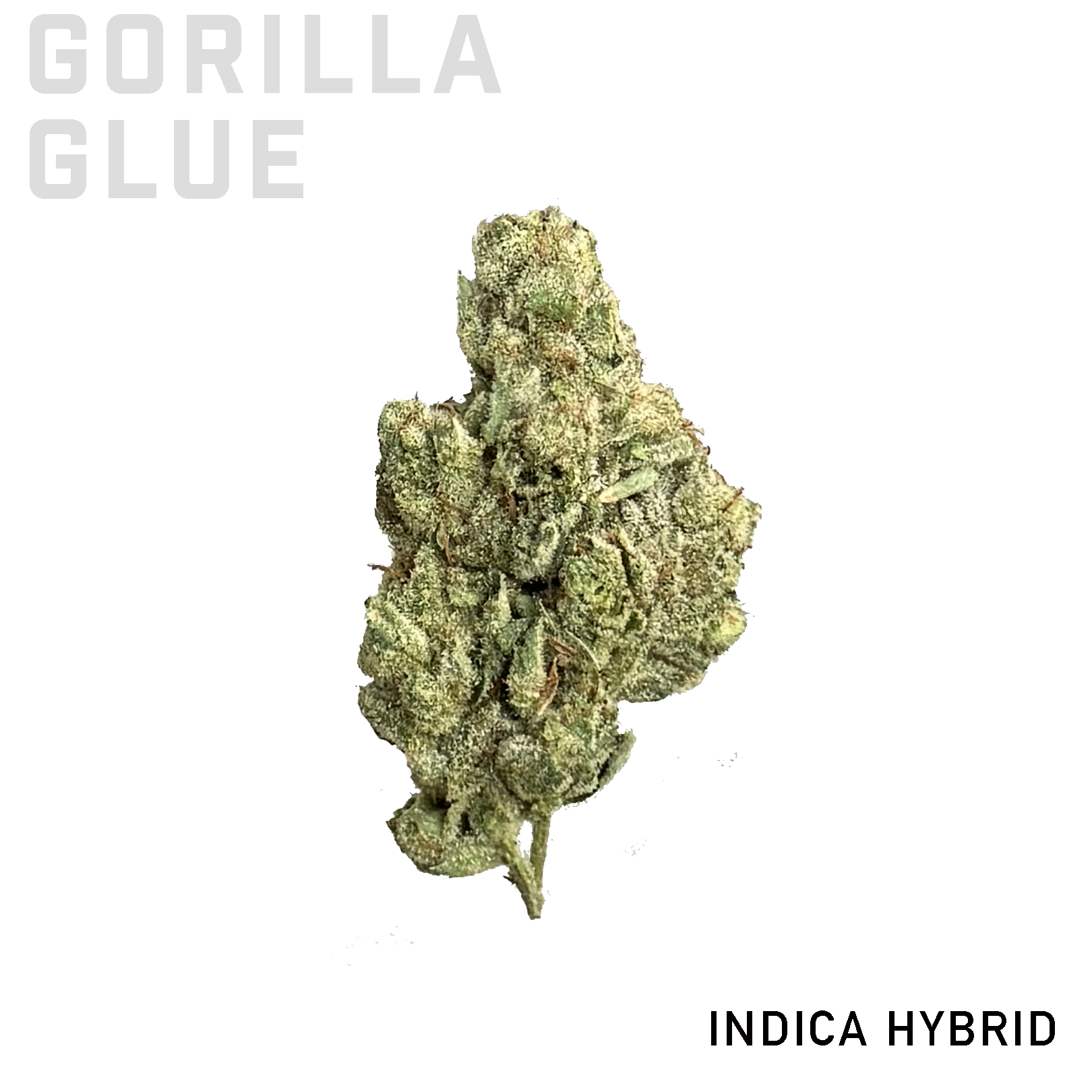 Gorilla Glue