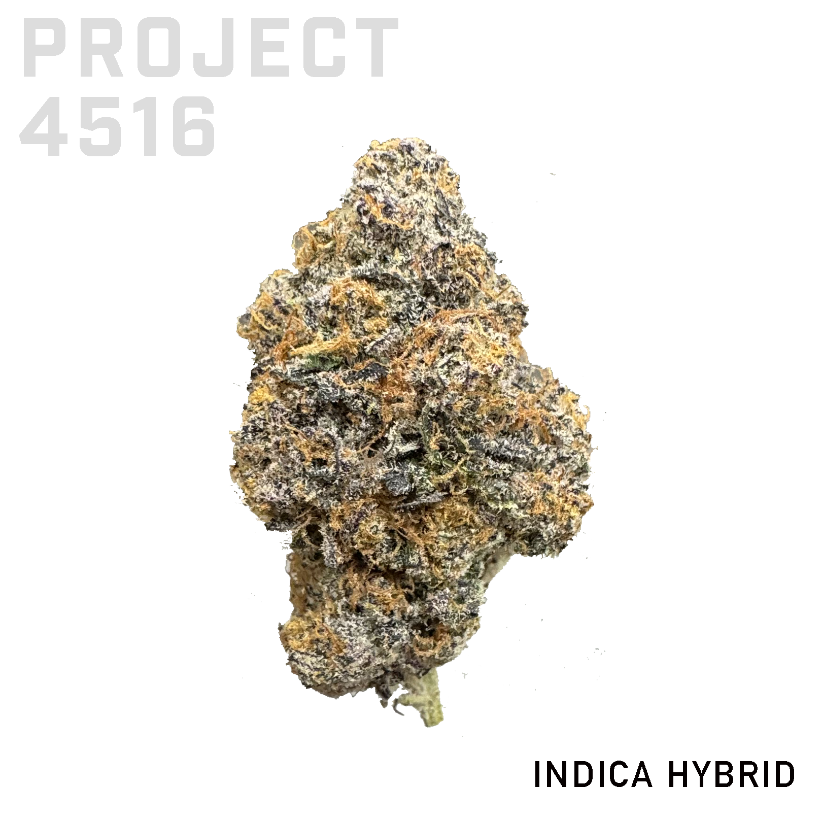 Project 4516