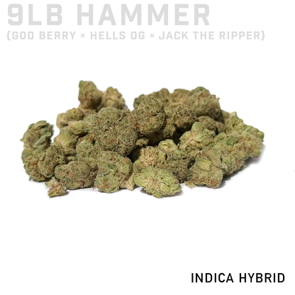 9LB Hammer Minis