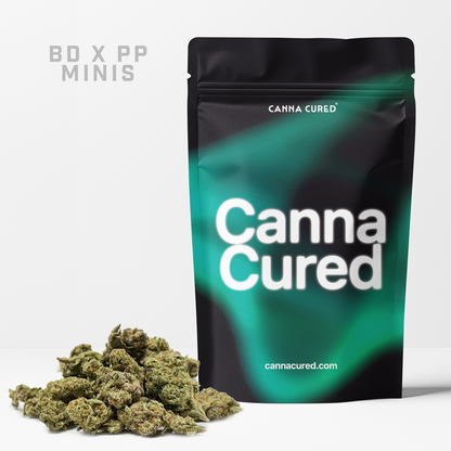 Blue Dream x Purple Punch Minis