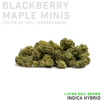 Blackberry Maple Minis Living Soil Grown