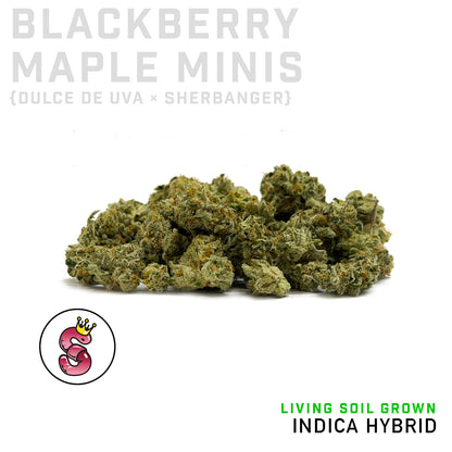 Blackberry Maple Minis by No Till Kings