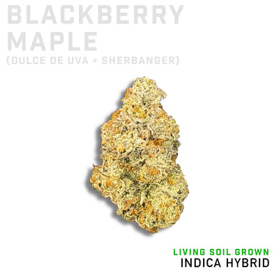 Blackberry Maple Living Soil Grown