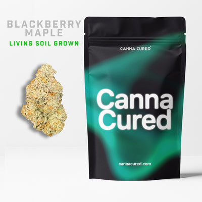 Blackberry Maple Living Soil Grown
