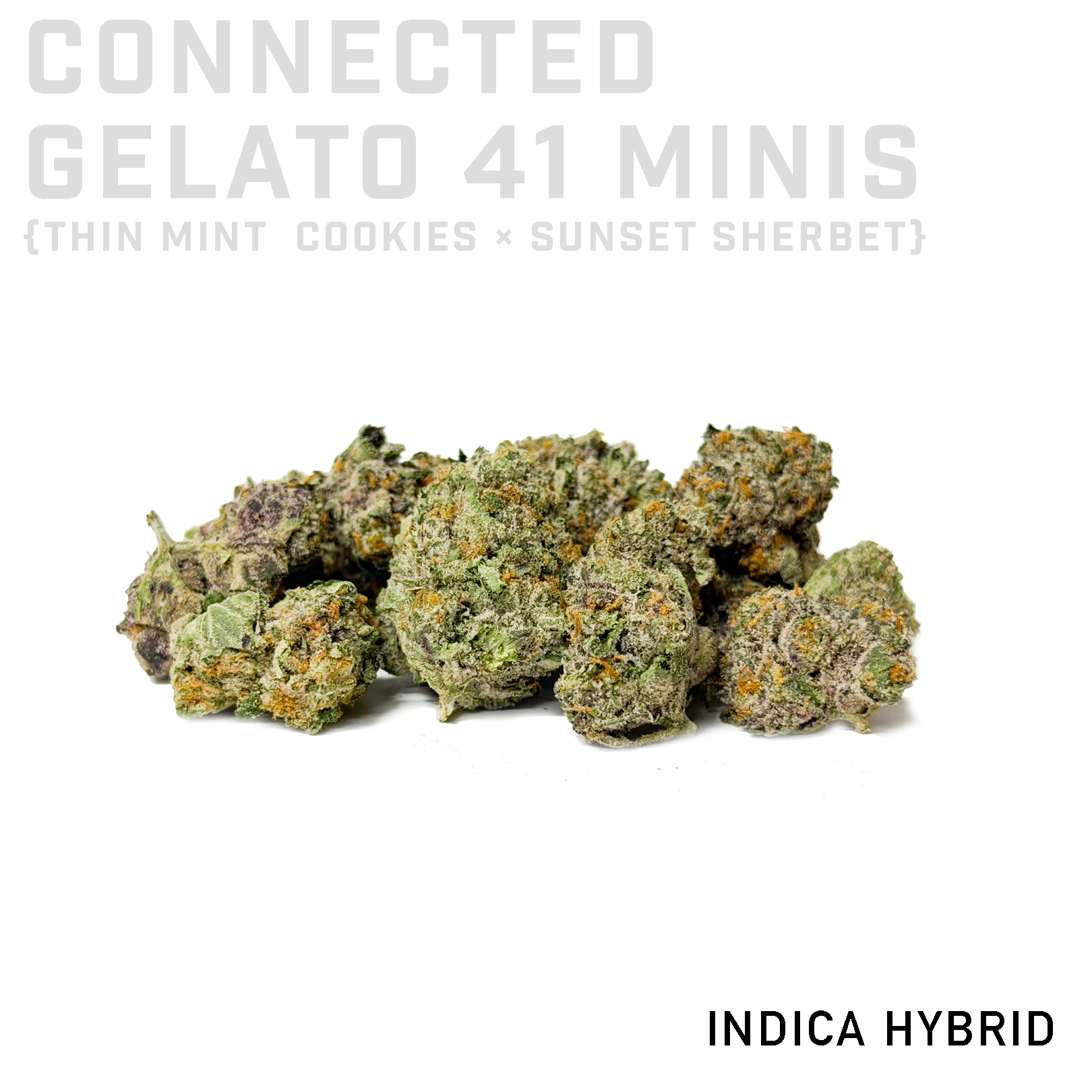 Connected Gelato 41 Minis