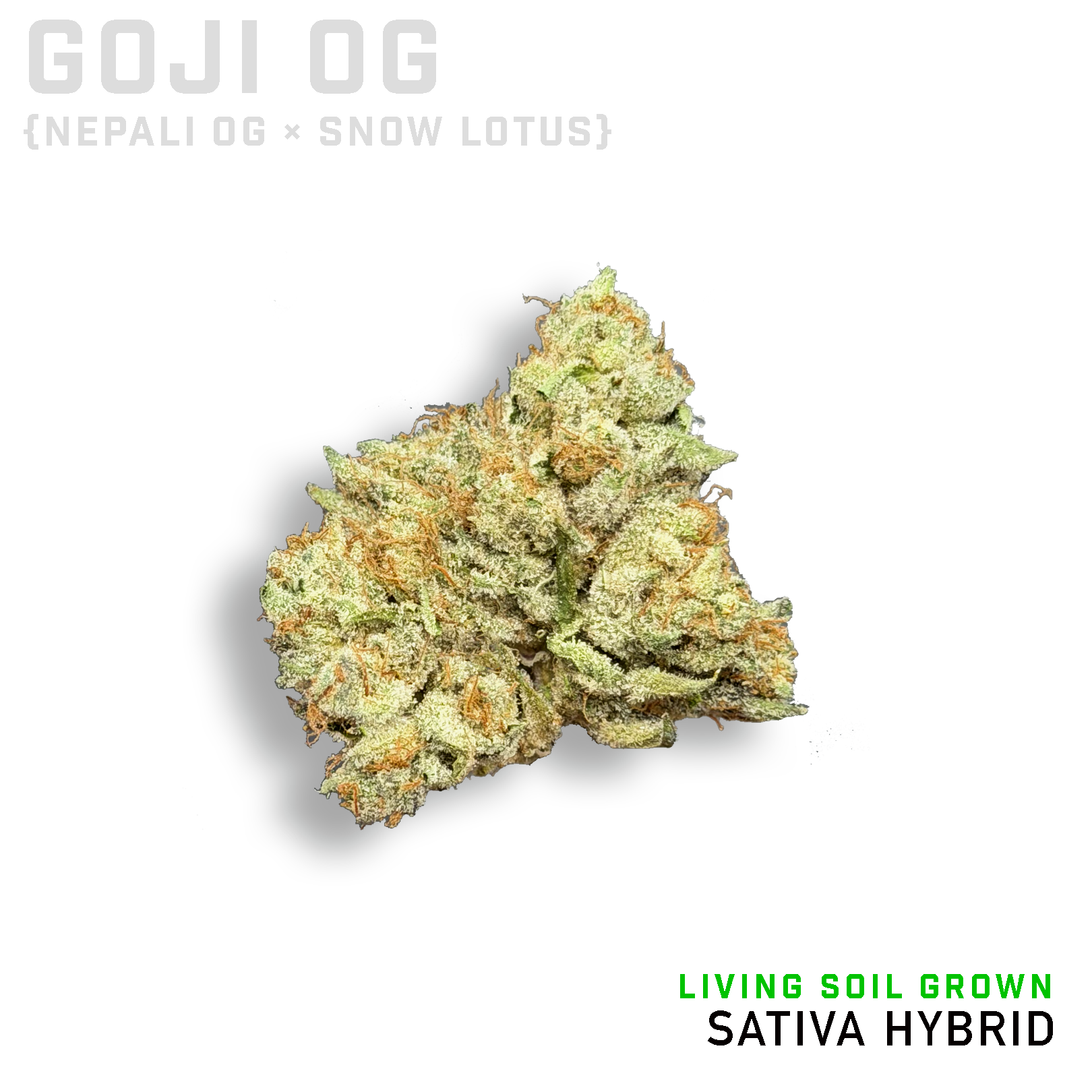 Goji OG Living Soil Grown
