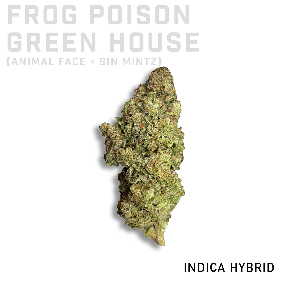 Frog Poison Greenhouse Grown