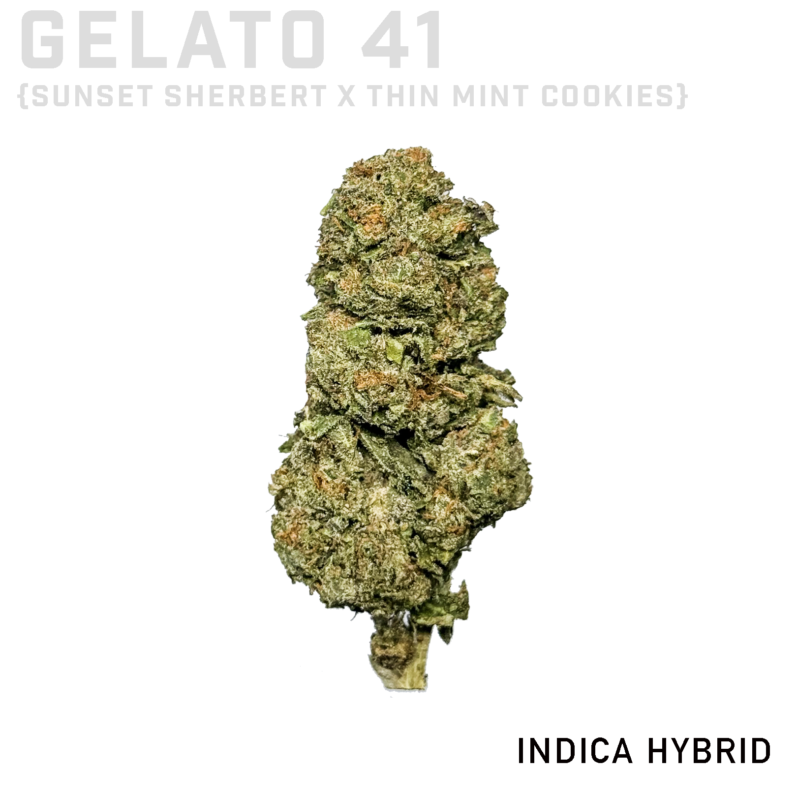 Gelato 41