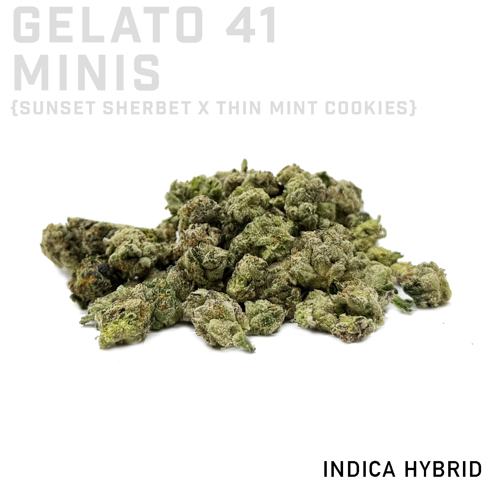 Gelato 41 Minis