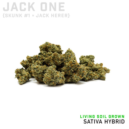 Jack One Minis Living Soil Grown by No Till Kings