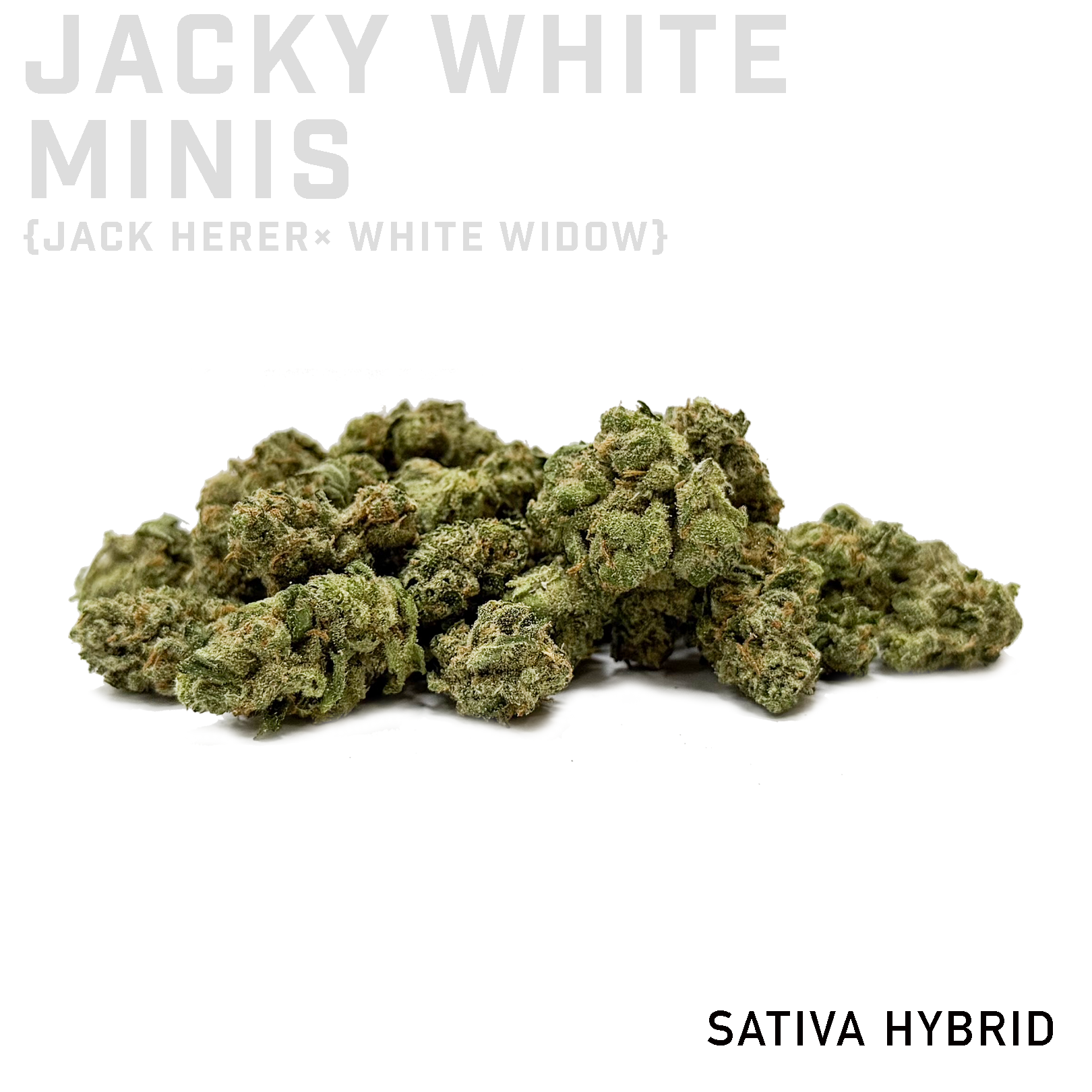 Jacky White Minis