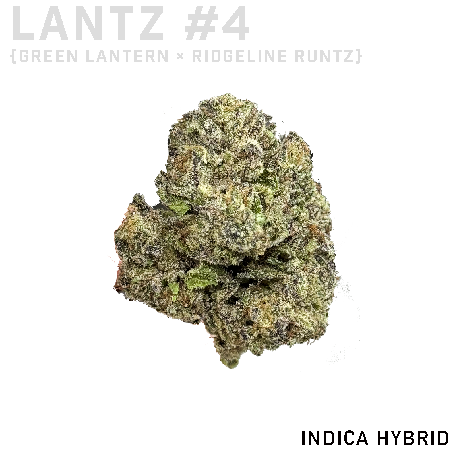 Lantz #4
