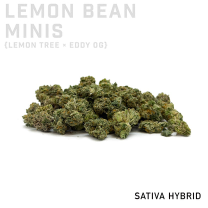 Lemon Bean Minis