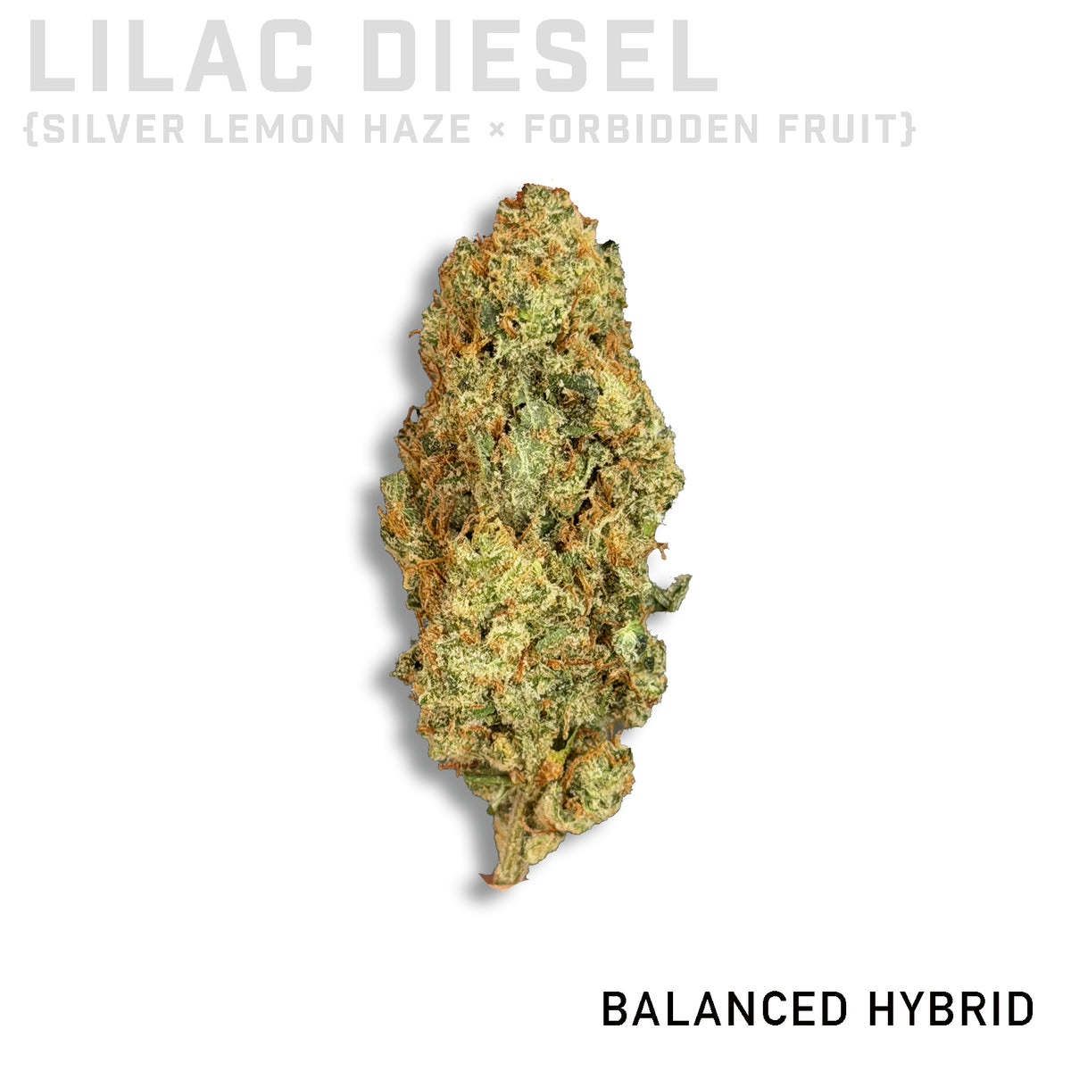 Lilac Diesel