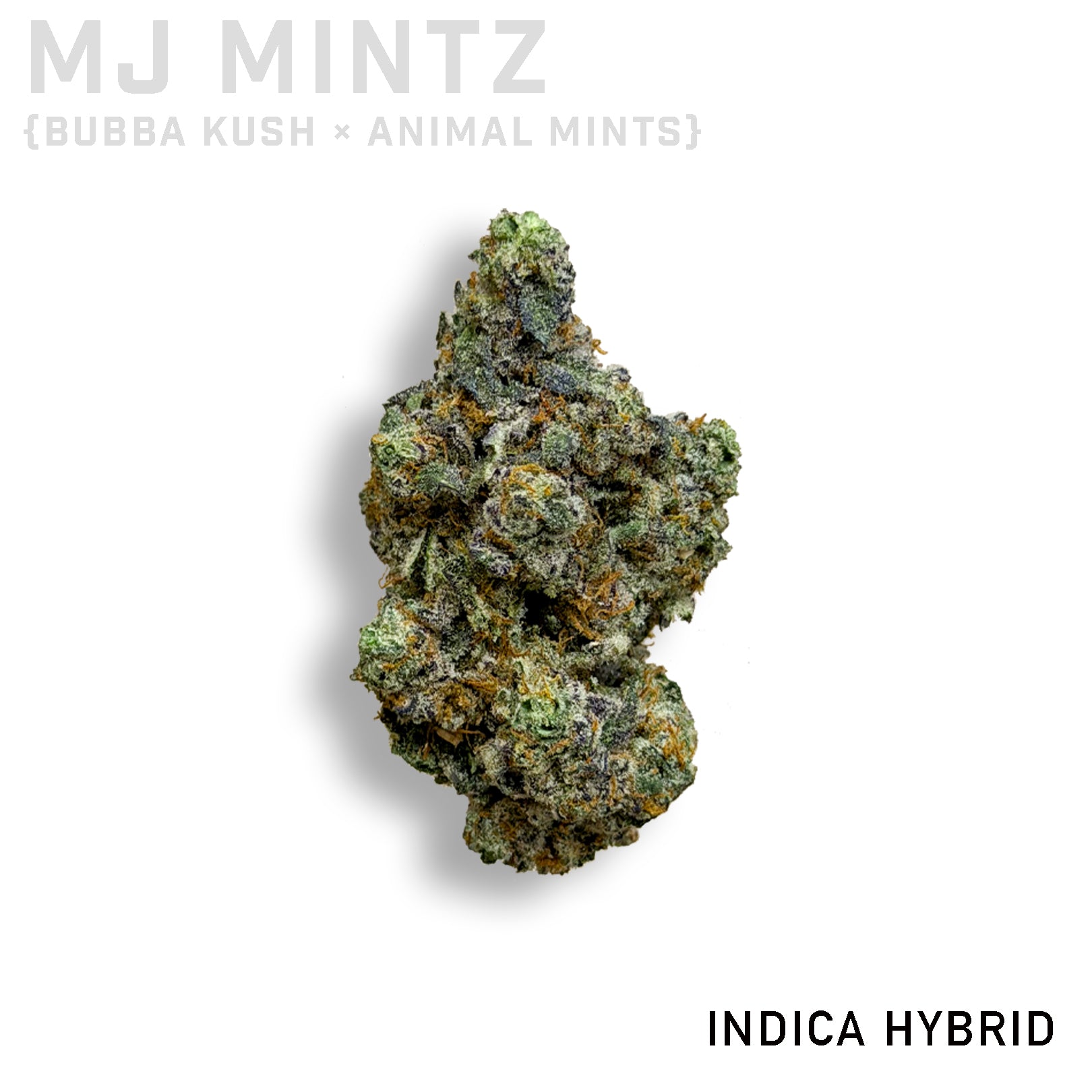 MJ Mintz