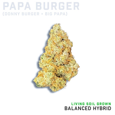 Papa Burger Living Soil Grown