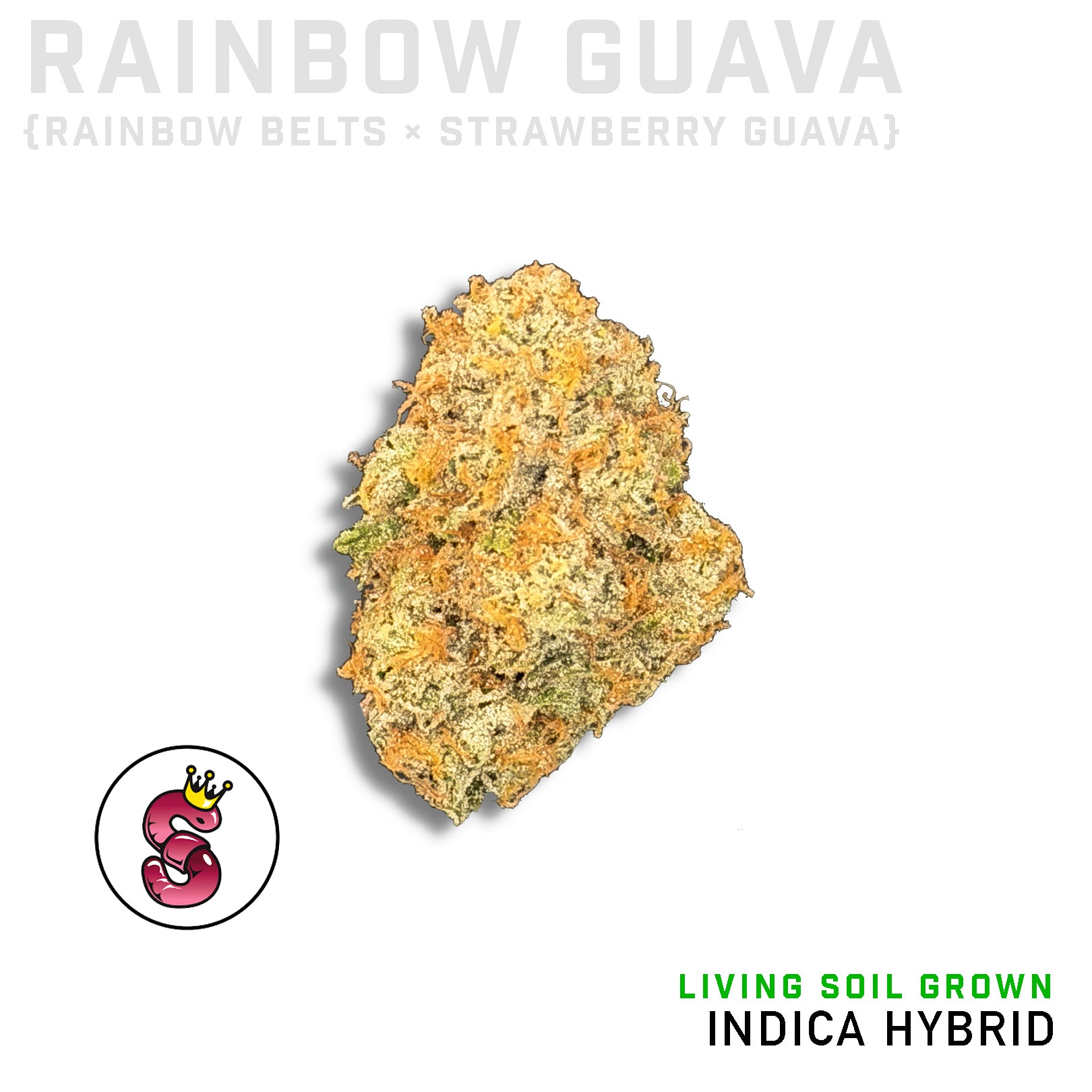 Rainbow Guava by No Till Kings