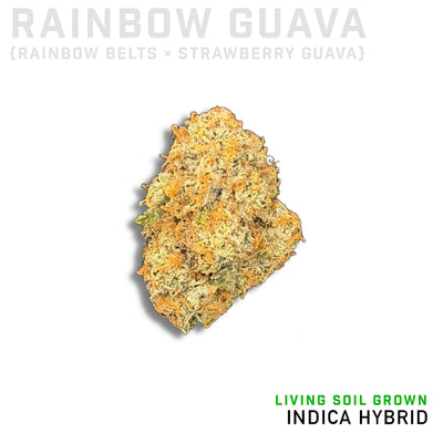 Rainbow Guava Living Soil Grown