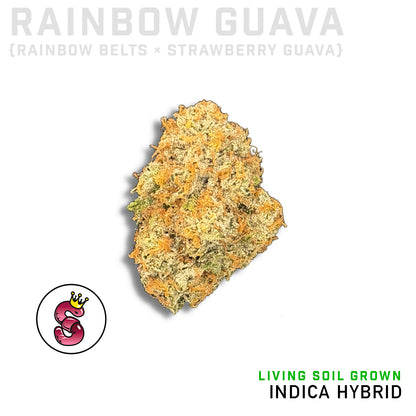 Rainbow Guava by No Till Kings