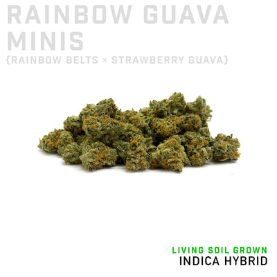 Rainbow Guava Minis Living Soil Grown