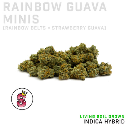 Rainbow Guava Minis by No Till Kings