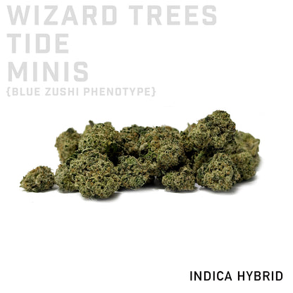 Wizard Trees Tide Minis