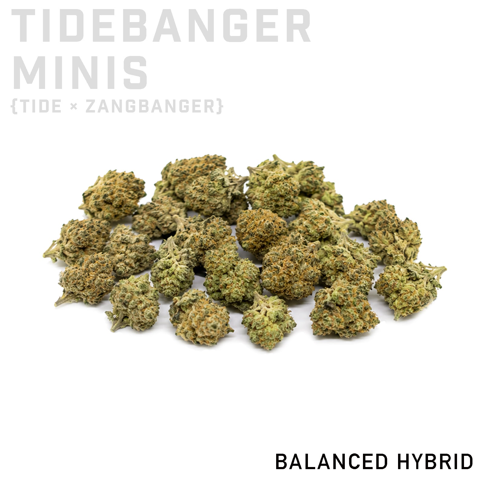 Wizard Trees Tidebanger Minis