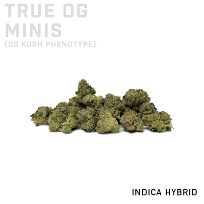 True OG Minis