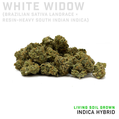 White Widow Minis Living Soil Grown by No Till Kings