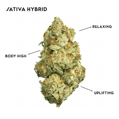 Triangle Kush